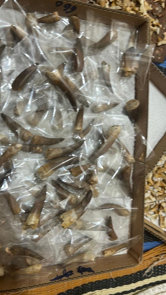 Dent de plésiosaure.Specimen maestritchien,Khouribga, Enlèvement ou Envoi