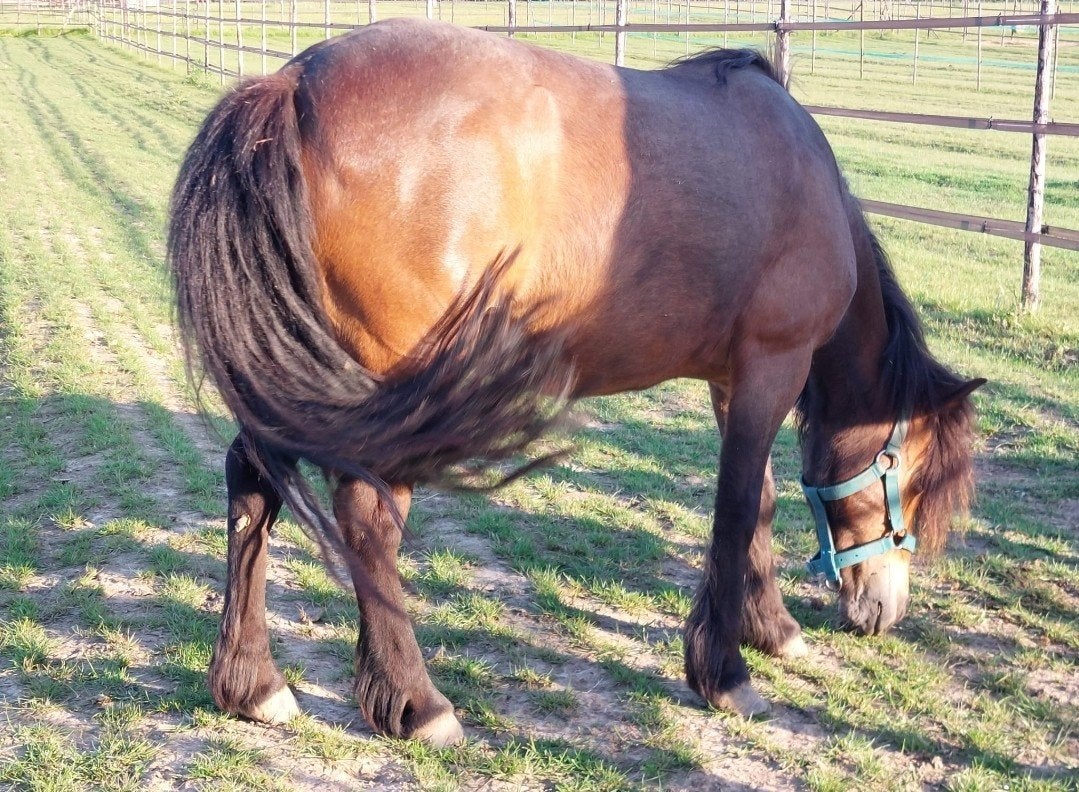 Exmoorpony mix Merrie, Merrie, Zadelmak, A pony (tot 1.17m), Recreatiepony