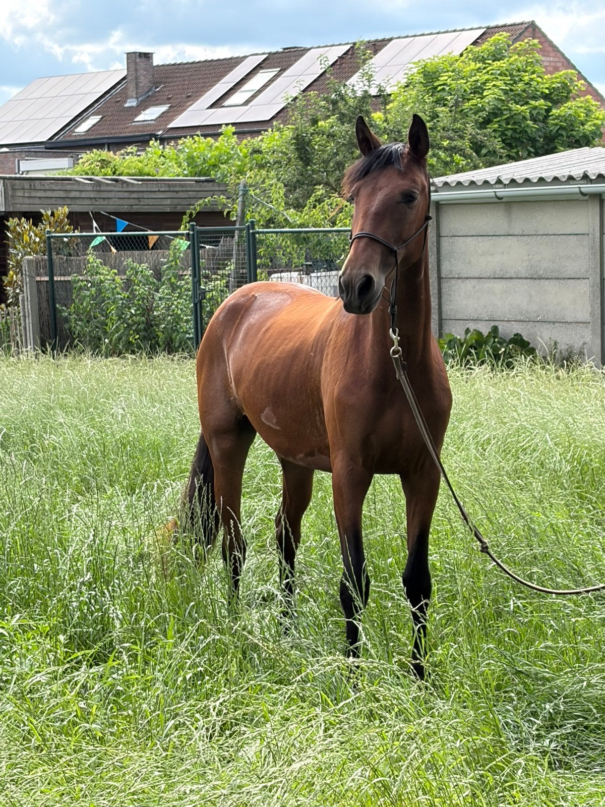 Superlieve merrie te koop, Merrie