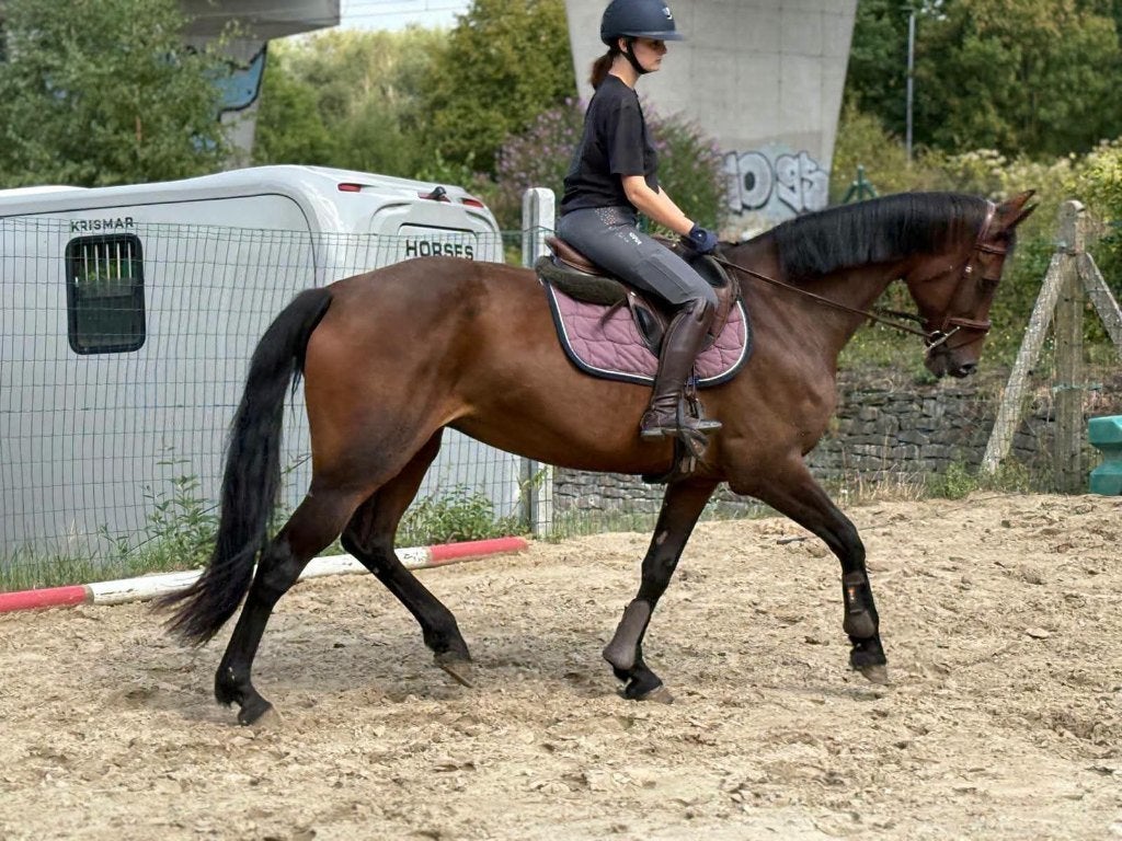 TE KOOP - 16 jarige merrie, Merrie, Niet van toepassing, 11 jaar of ouder, Recreatiepaard