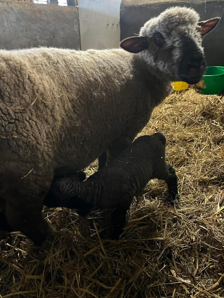 Hampshire down ram lam te koop, Mannelijk, Schaap, 0 tot 2 jaar