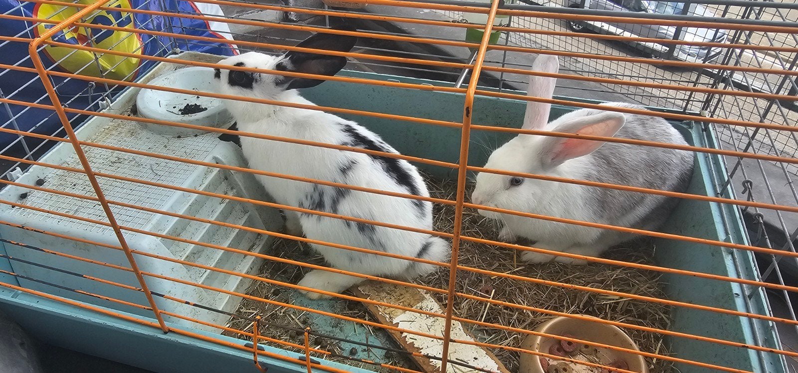 Konijnen te koop, Dieren en Toebehoren