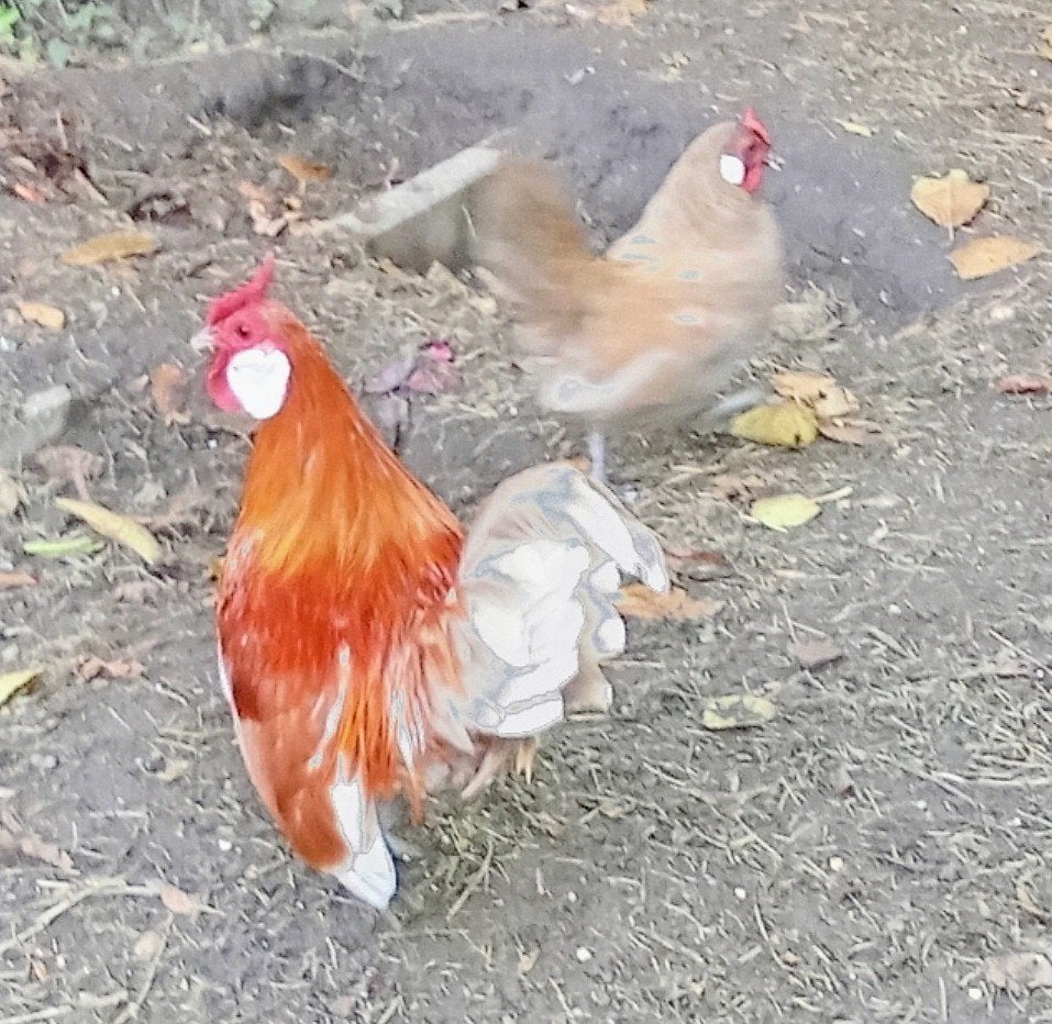 Java krieltjes, Plusieurs animaux, Poule ou poulet