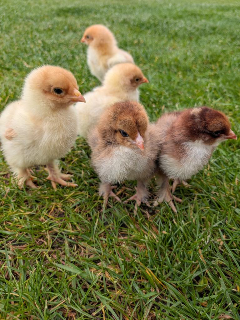 Prachtige kuikens brahma groothoenders, Dieren en Toebehoren, Pluimvee, Kip