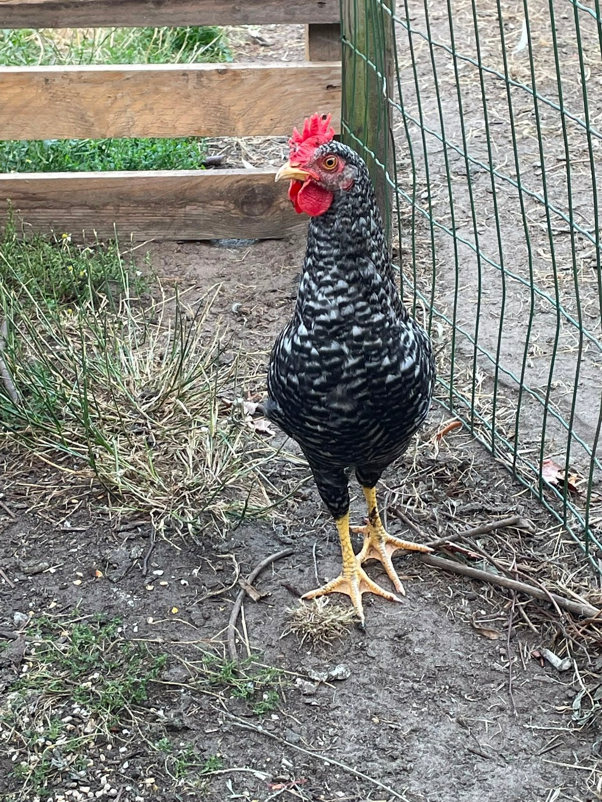 Haan - Amrock, Dieren en Toebehoren, Pluimvee