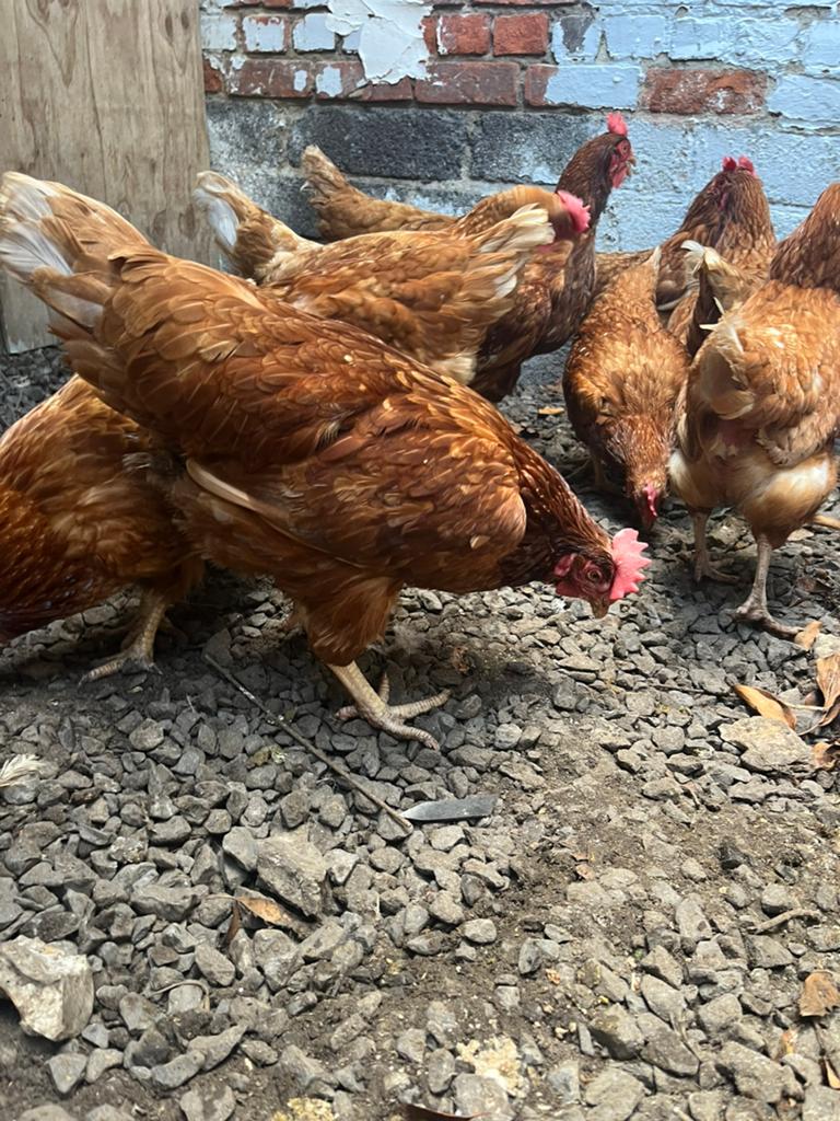 Poules pondeuses, Animaux & Accessoires, Mâle, Poule ou poulet