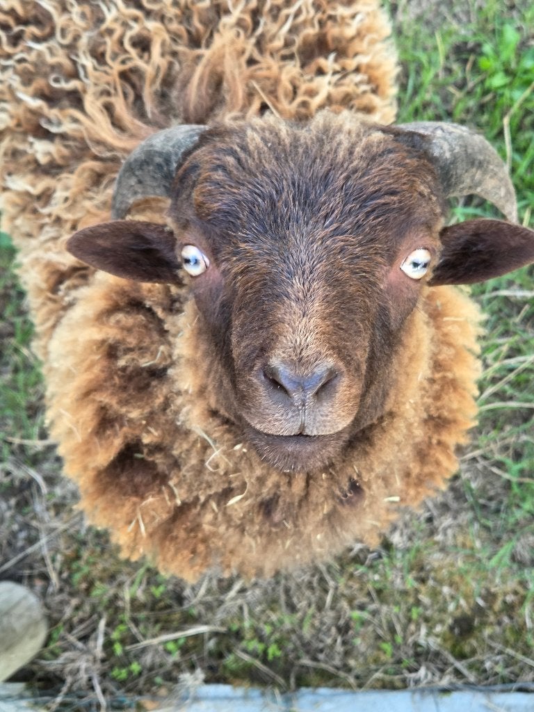Ouessant lammetjes, Mâle, Mouton, 0 à 2 ans