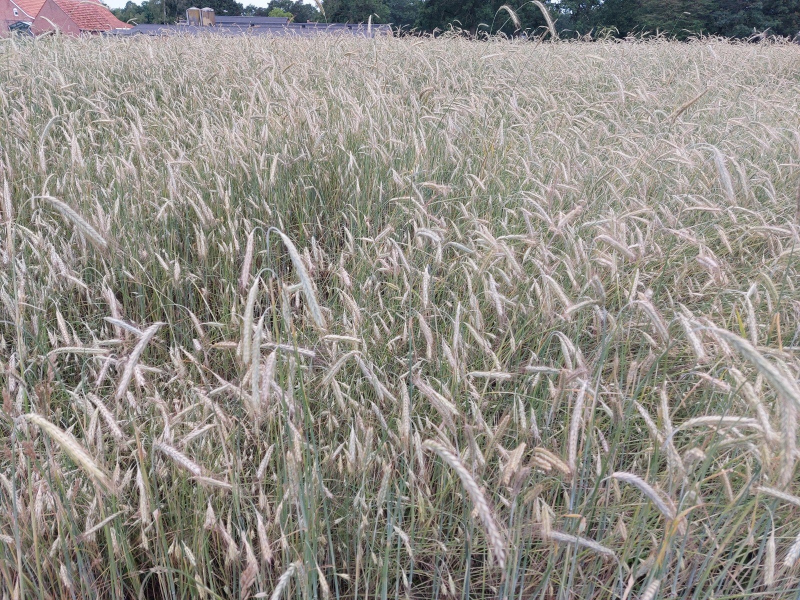 Gerst 6000m2, Zakelijke goederen, Landbouw | Veevoer, Ophalen