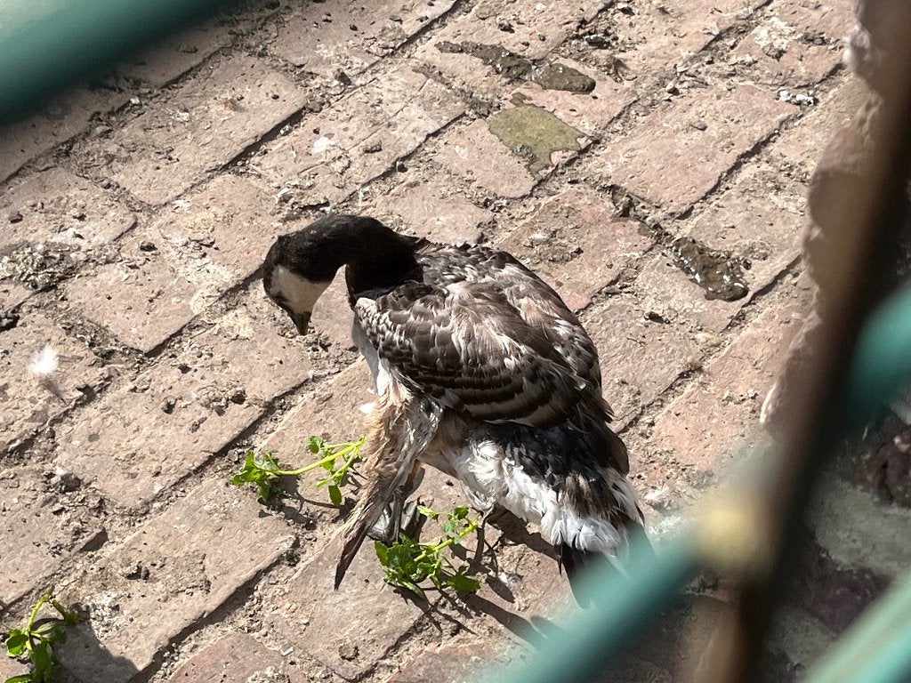 Brandgans, Dieren en Toebehoren, Meerdere dieren, Gans of Zwaan