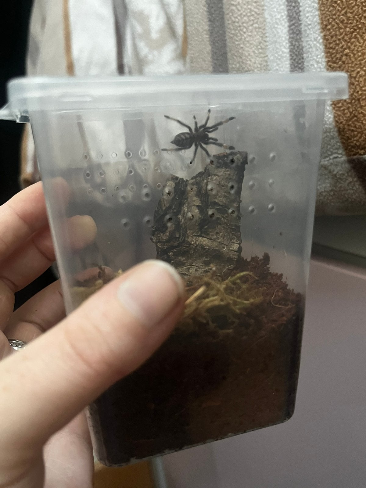 Psalmopoeus irminia Venezuelan Suntiger tarantula vogelspin
