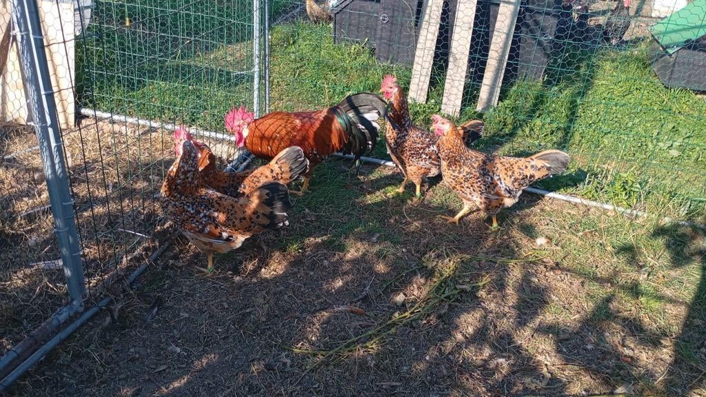 Broedeieren leghorn porselein, Dieren en Toebehoren