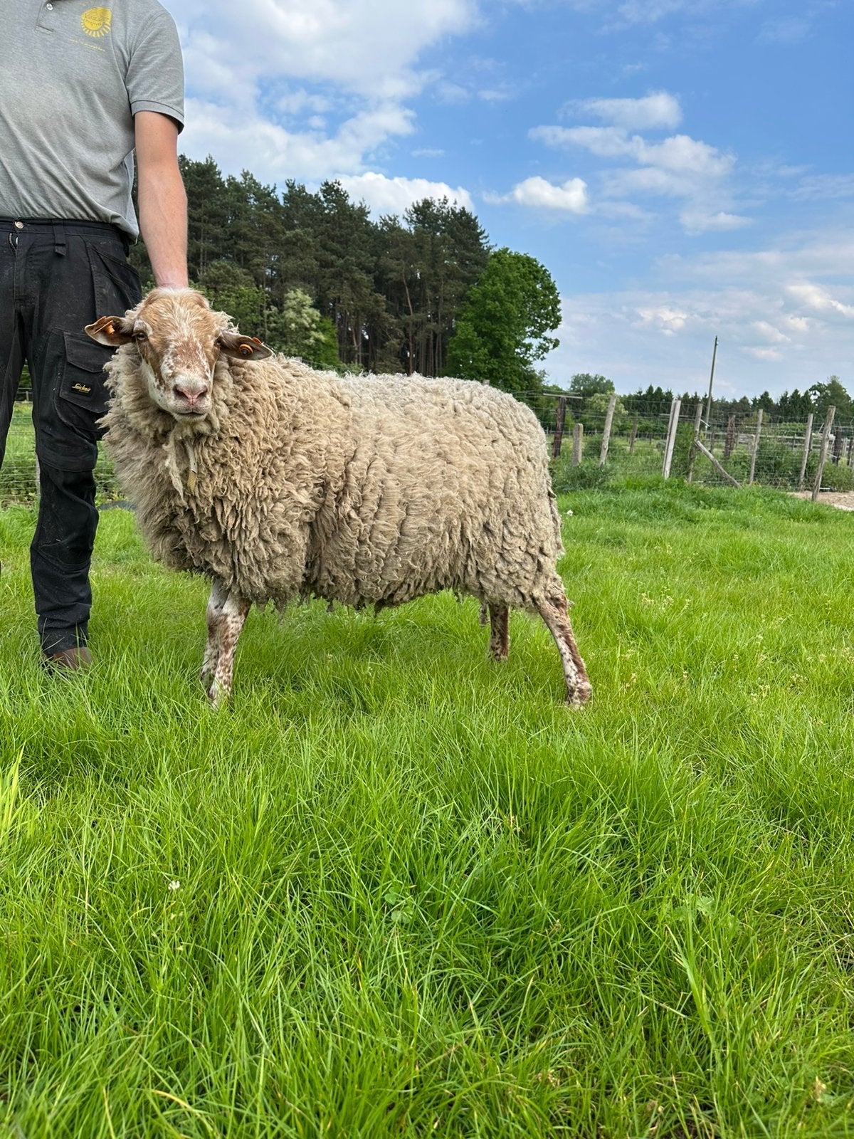 Houtlander ram