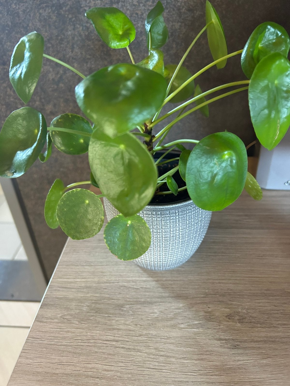 Pannenkoekenplant., Huis en Inrichting, Ophalen