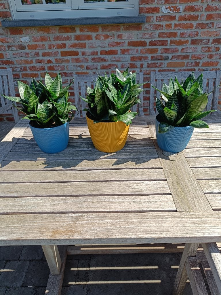 Groene kamerplanten. Sanseverea., Huis en Inrichting, Kamerplanten, Ophalen, Overige soorten, Halfschaduw, In pot