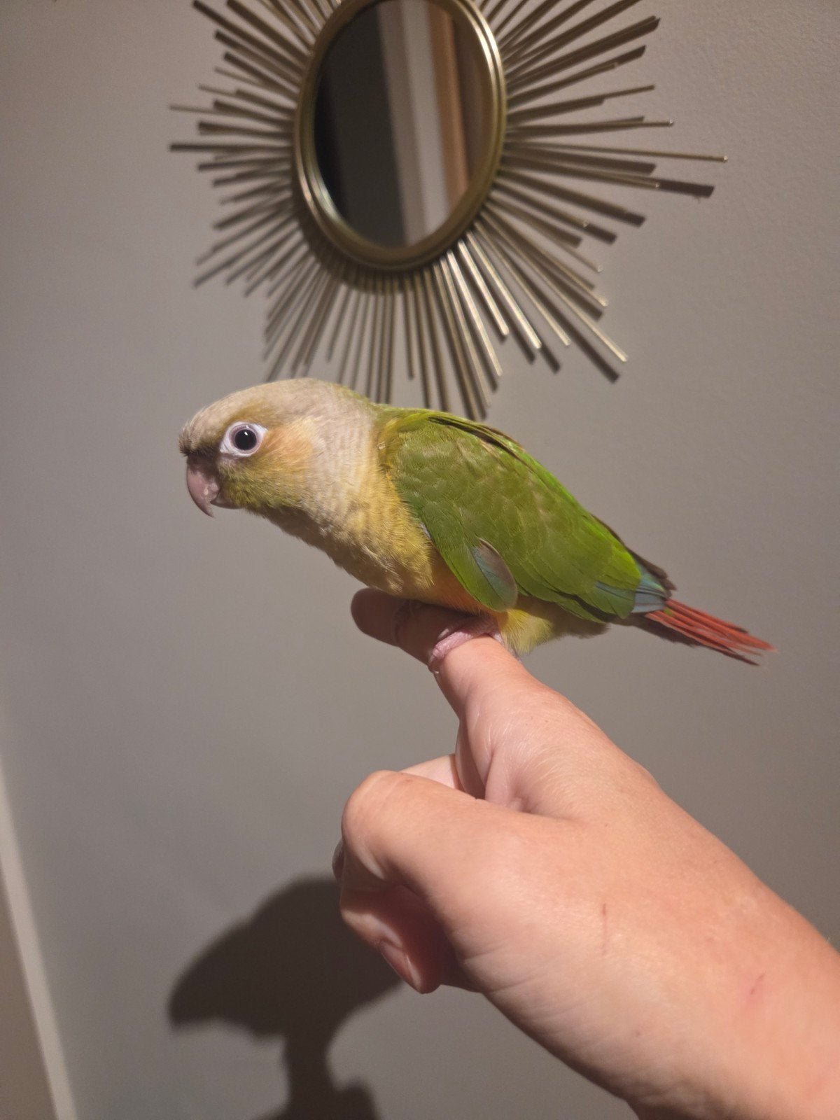 conure molinae eam, Animaux & Accessoires
