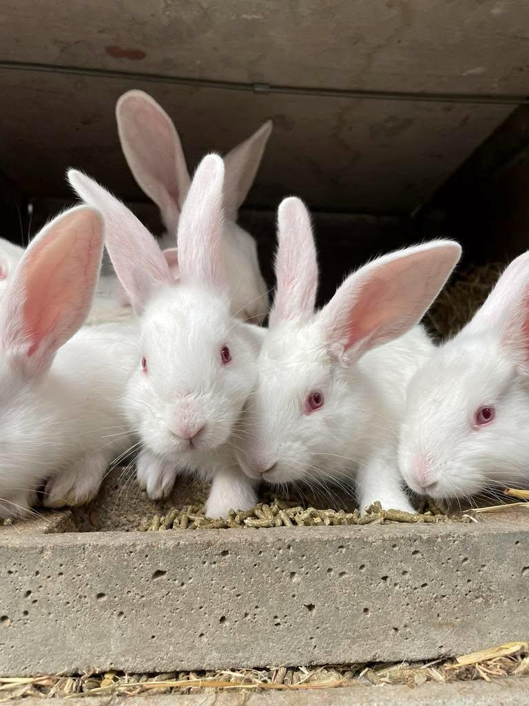 Jonge konijnen, Dieren en Toebehoren