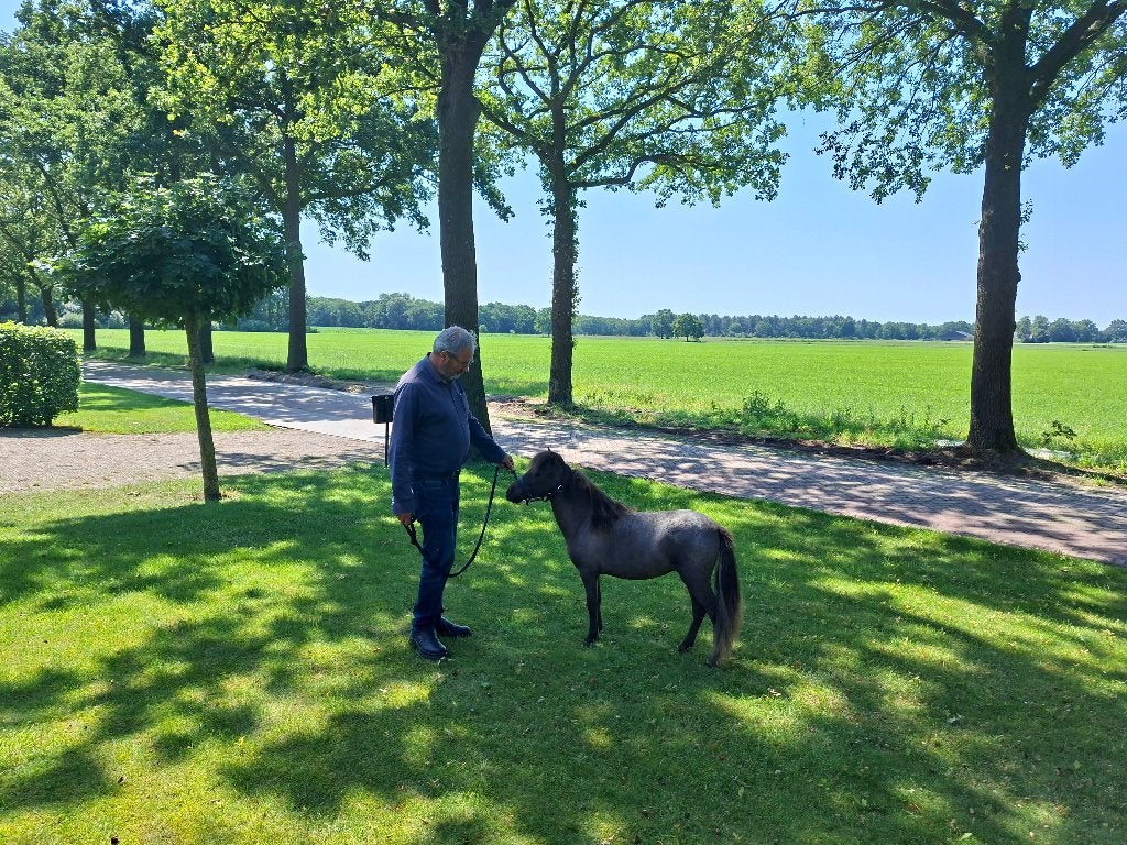 Zeer luxe mini paardje, Dieren en Toebehoren, Merrie, A pony (tot 1.17m), Gechipt, 0 tot 2 jaar