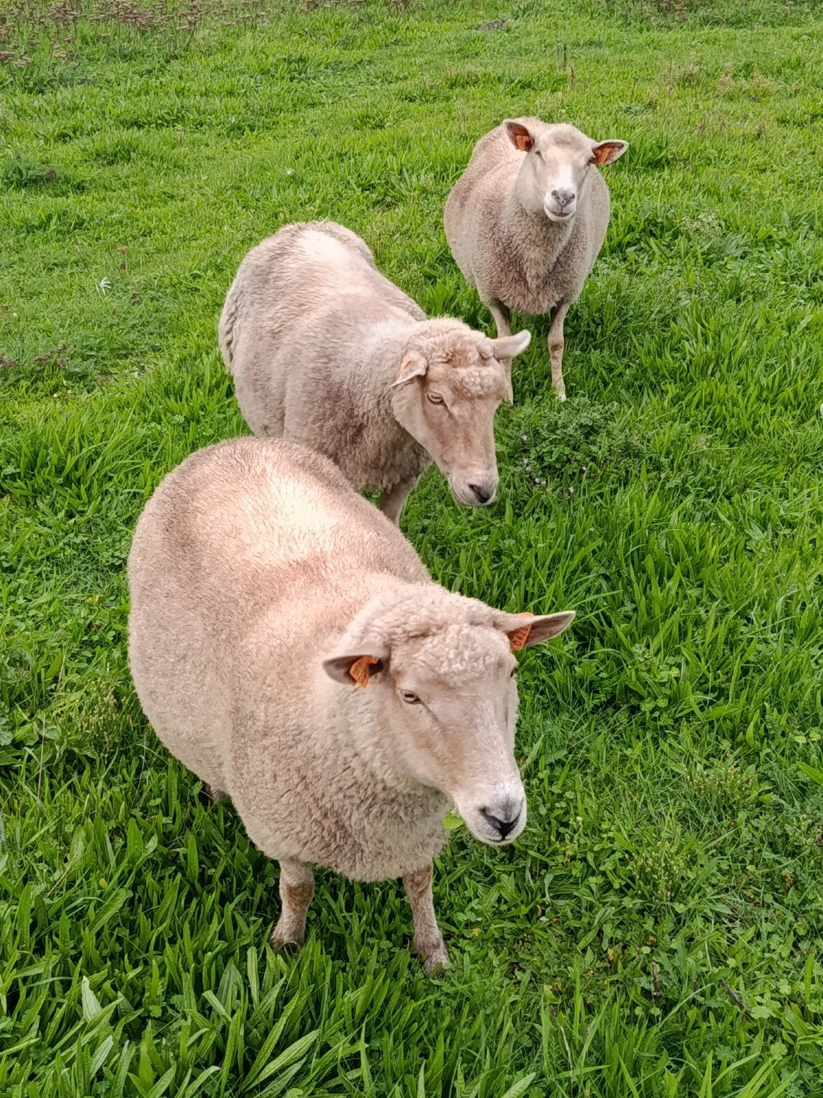 drie lakense schapen overjaars, Animaux & Accessoires