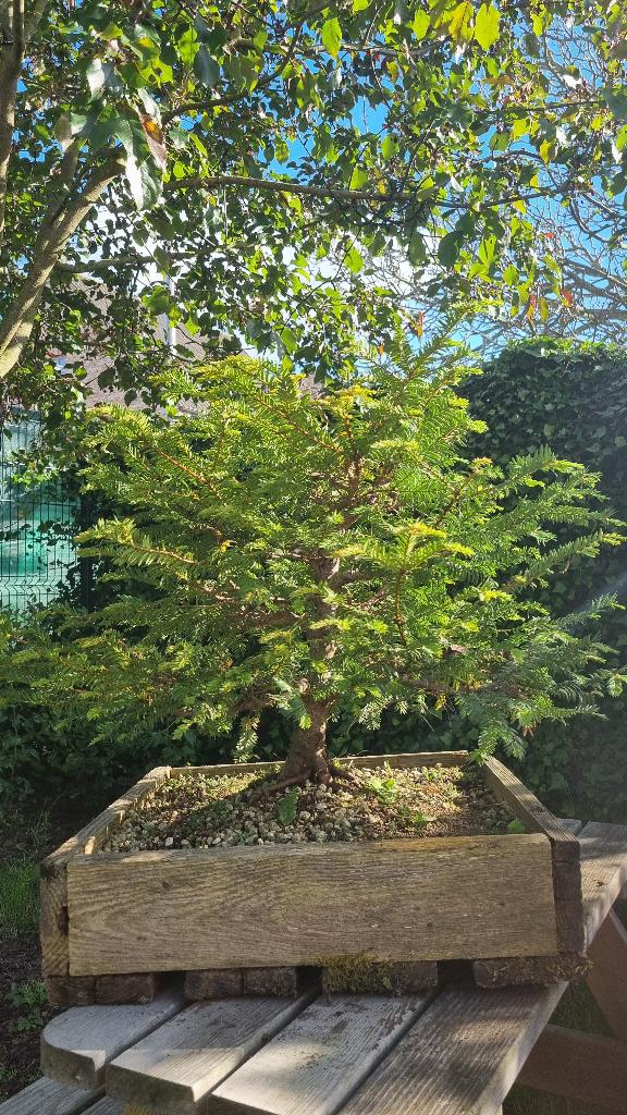 Taxus baccata prebonsai, Tuin en Terras, Planten | Bomen, Bloeit niet, Overige soorten, Minder dan 100 cm, Ophalen