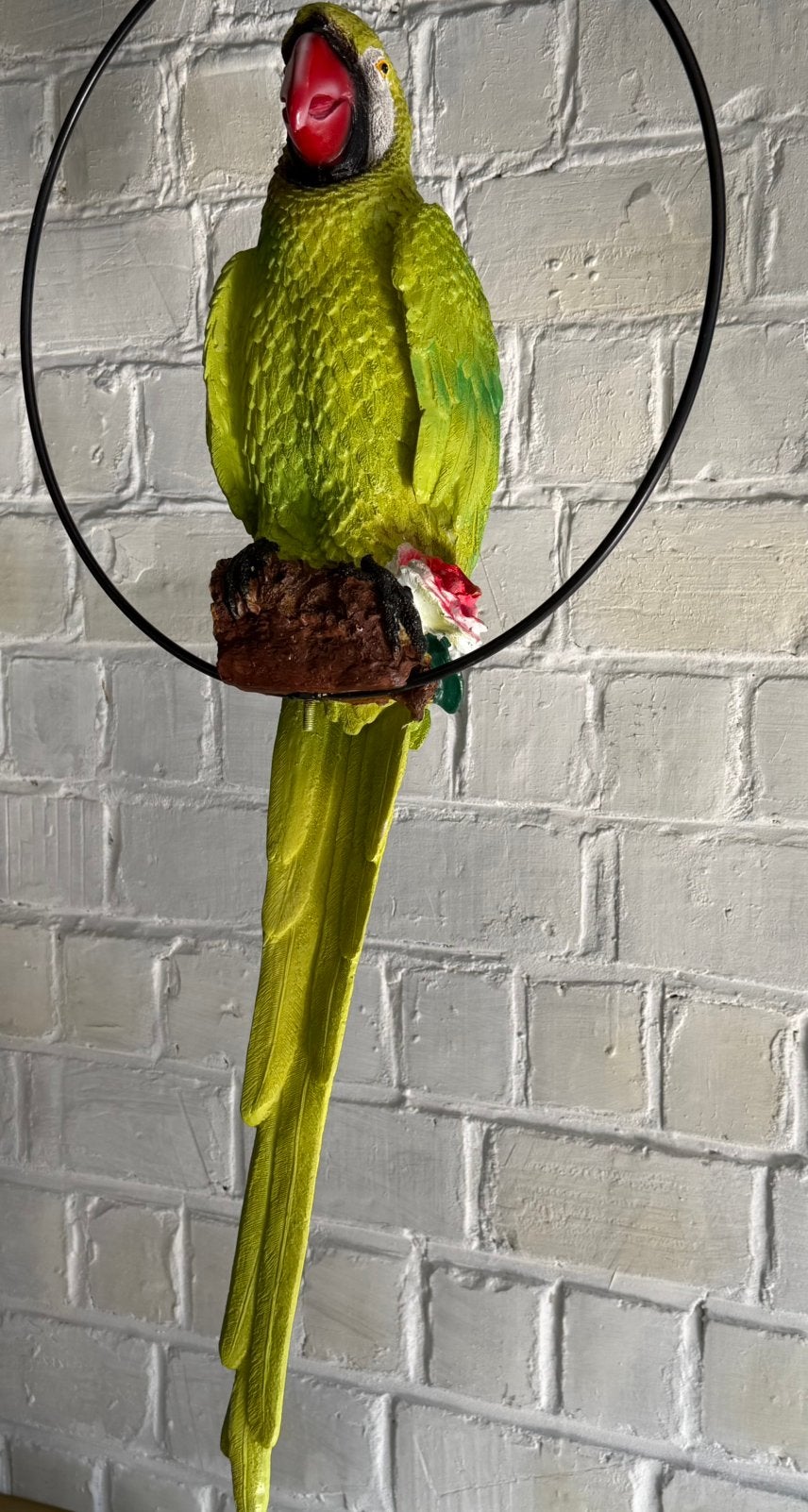 Papegaai in ring 25€, Ophalen, Nieuw, Dierenbeeld