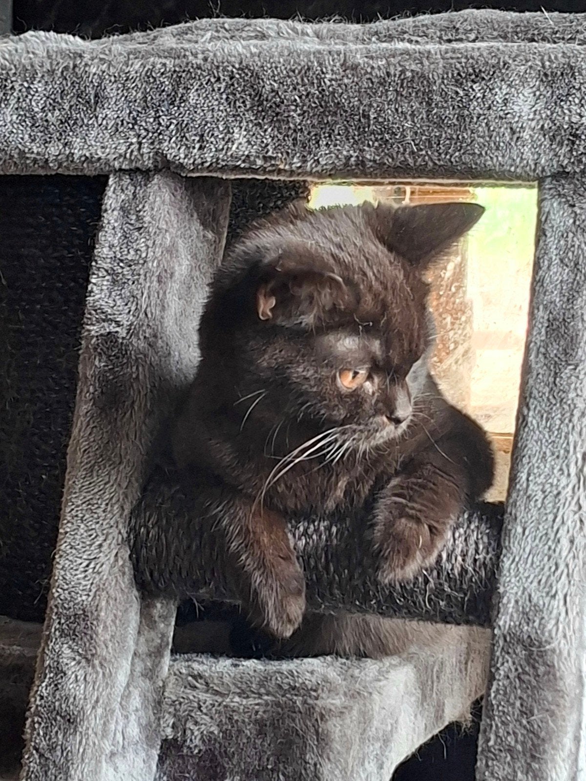 Brits korthaar kater, Dieren en Toebehoren, Katten en Kittens | Raskatten | Korthaar, Kater, Gechipt, 0 tot 2 jaar