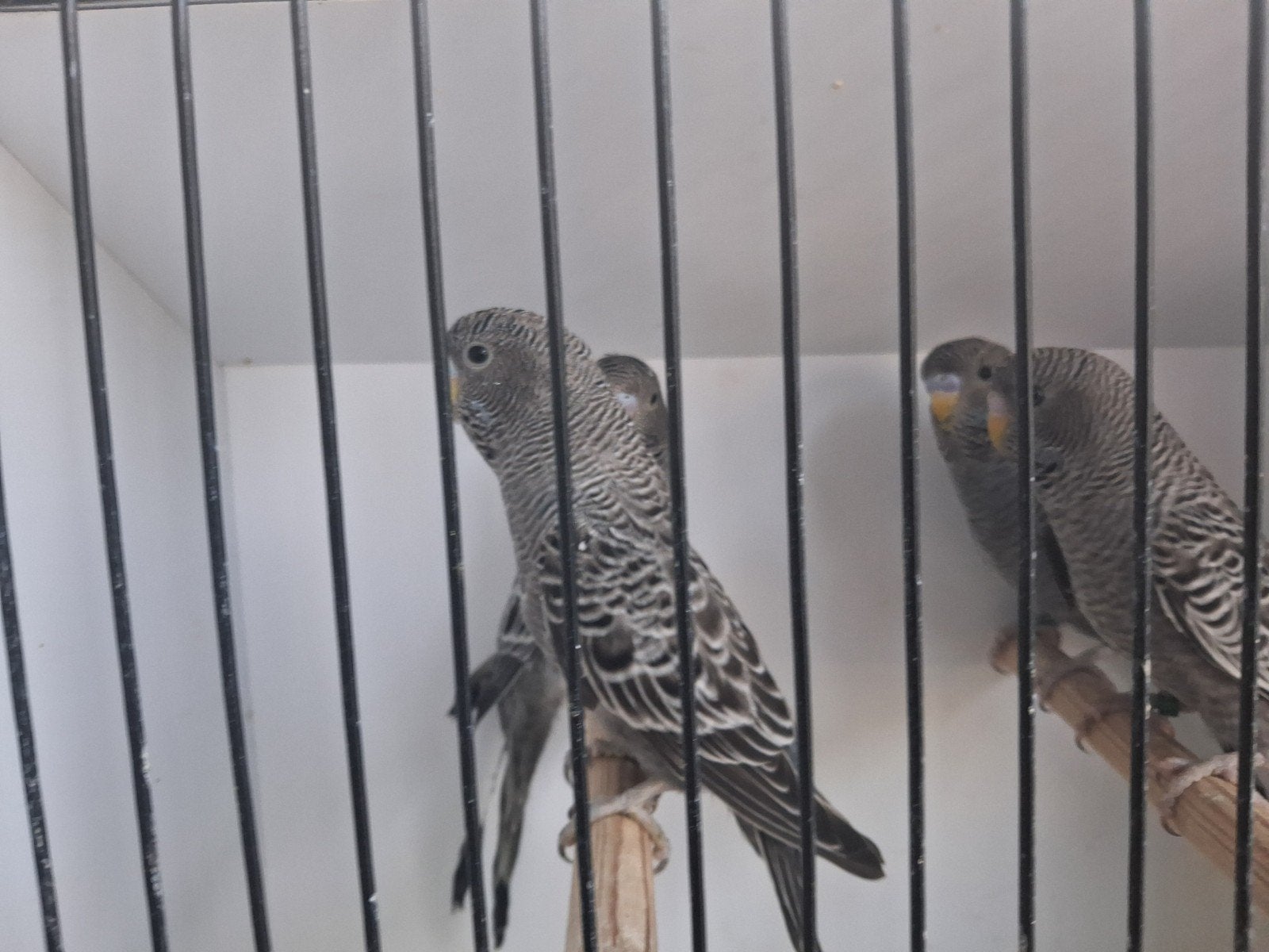 blackface grasparkieten, Dieren en Toebehoren