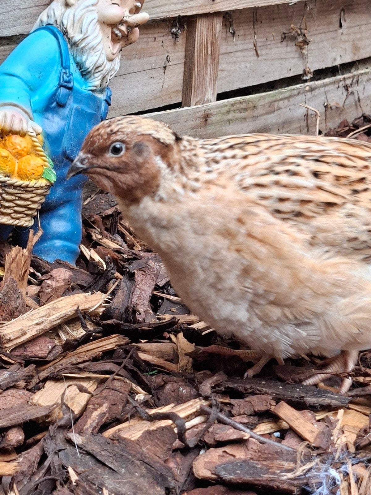 Mannelijke japanse kwartel, Dieren en Toebehoren, Mannelijk, Tam