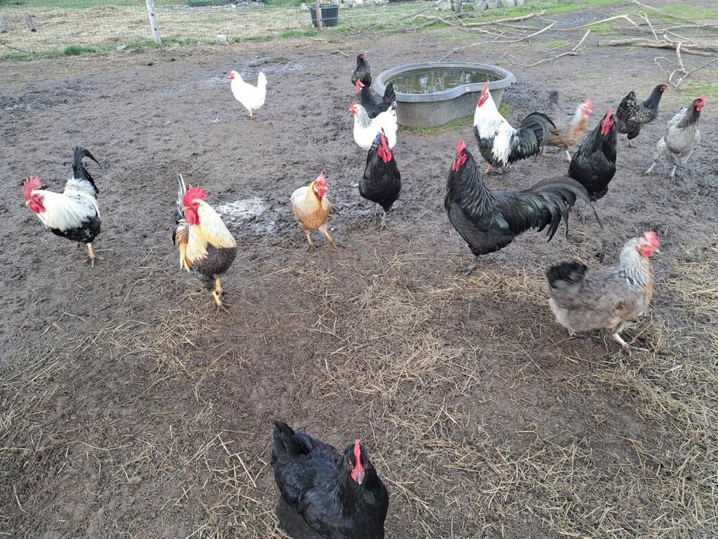 Kippen, Dieren en Toebehoren