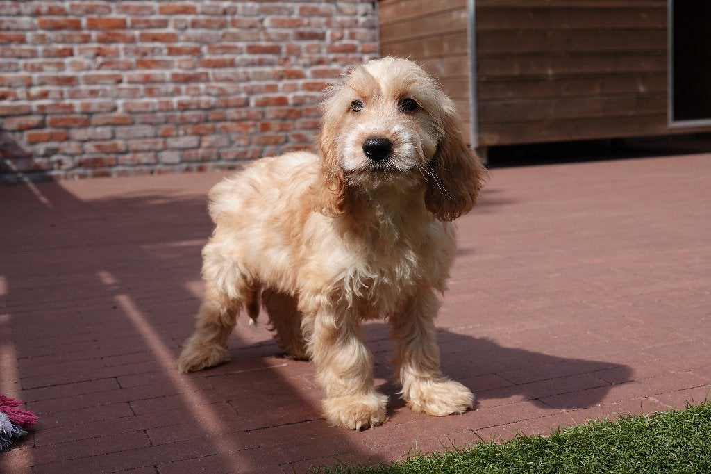Prachtige Abrikoze en zwarte Cockapoo pups, België, Overige rassen, 8 tot 15 weken, CDV (hondenziekte)