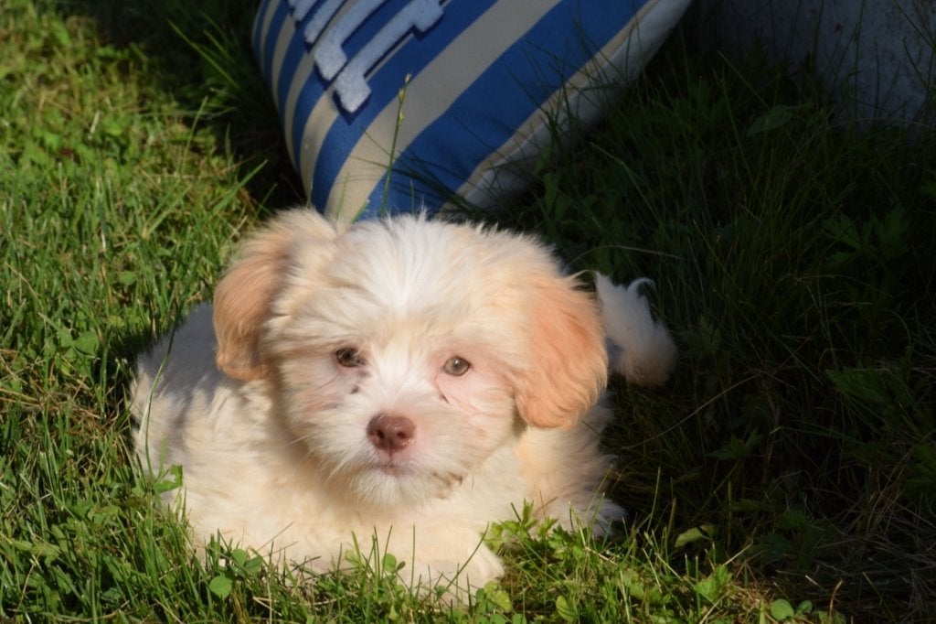Havanezer pup laatste uit nestje, Dieren en Toebehoren, België, 15 weken tot 1 jaar, Overige rassen, CDV (hondenziekte)