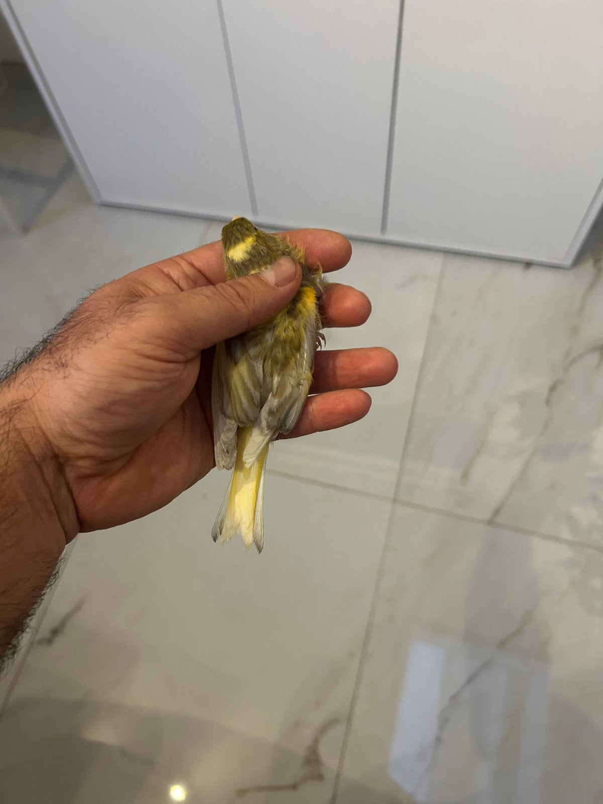 Coupe d'Espagne Jasper 2026, Animaux & Accessoires, Oiseaux | Canaris, Plusieurs animaux, Canari de posture
