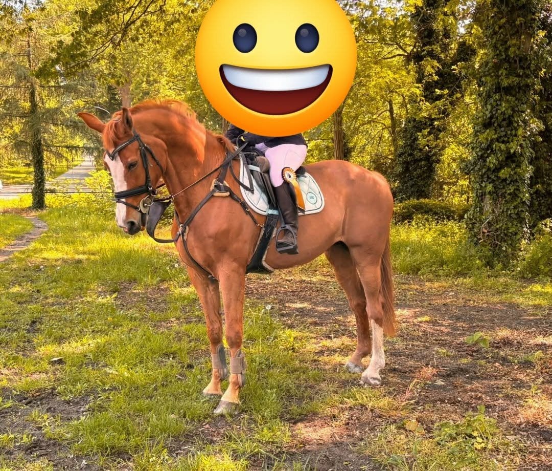 Top leerpaard