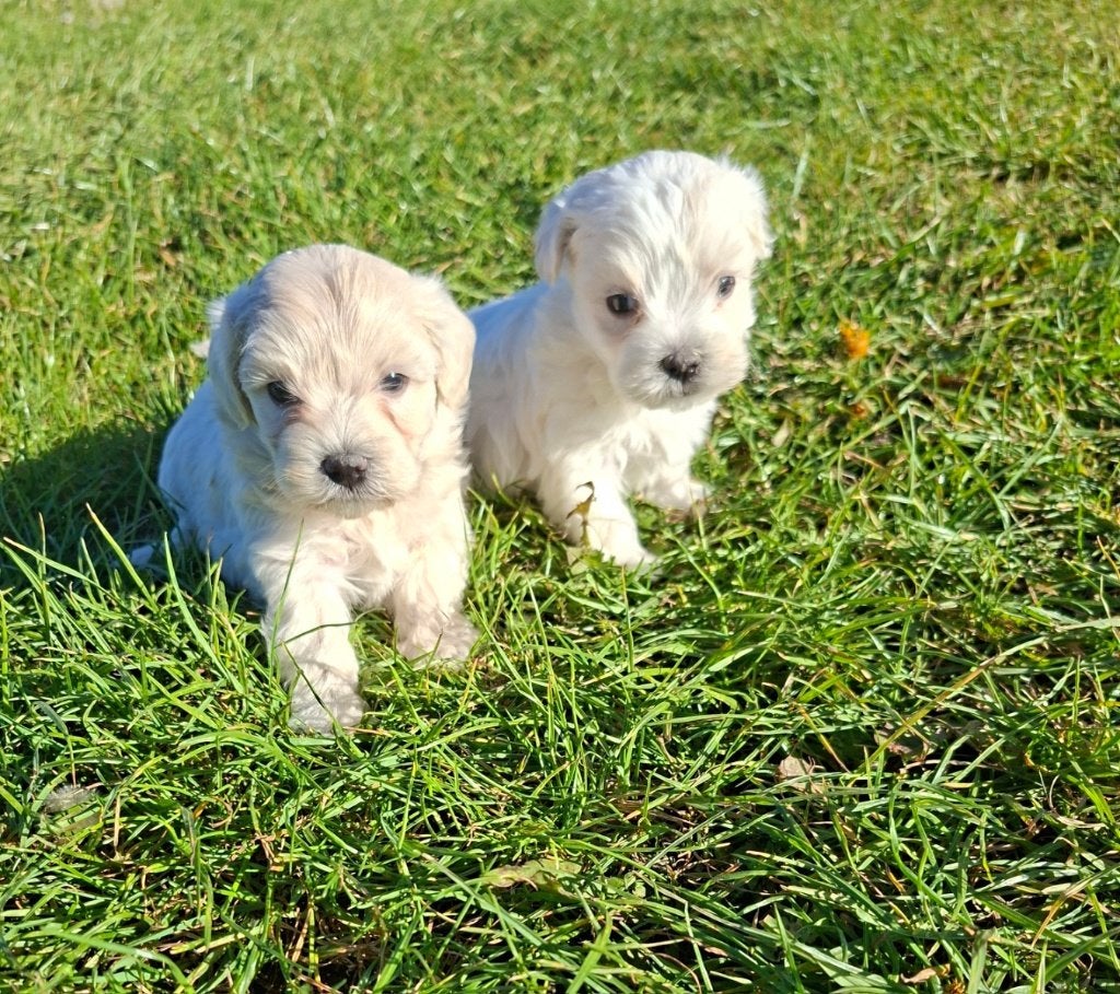 Maltipoo, Autres races, Plusieurs, Hépatite contagieuse (maladie de Rubarth), Belgique