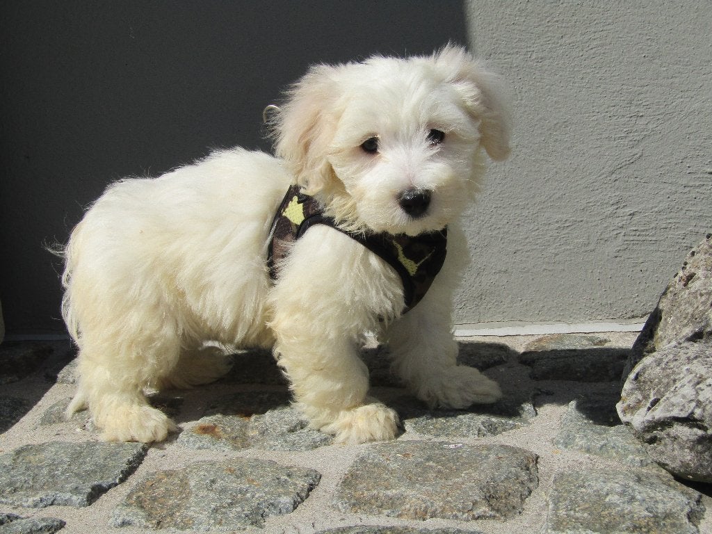 Maltezer puppy's, Dieren en Toebehoren, Parvo, België, Maltezer, 8 tot 15 weken
