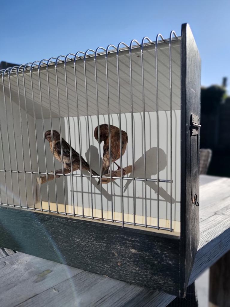 Kanaries, Dieren en Toebehoren, Vogels | Overige Vogels