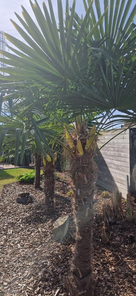 Trachycarpus fortunei tros zaden, Tuin en Terras, Ophalen, Palmboom