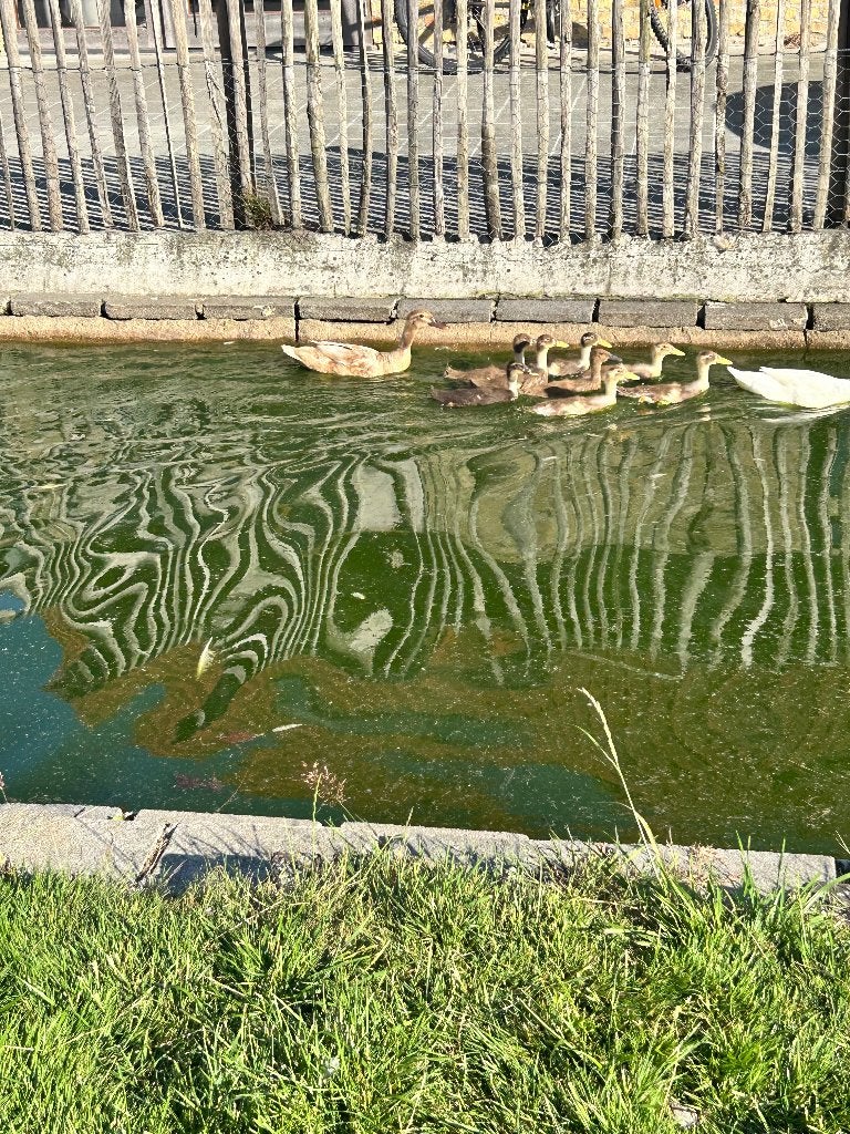 Indische loopeenden kuikens, Dieren en Toebehoren, Geslacht onbekend, Eend
