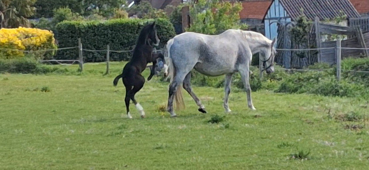 Recreatie en/of fokmerrie, Dieren en Toebehoren, Merrie