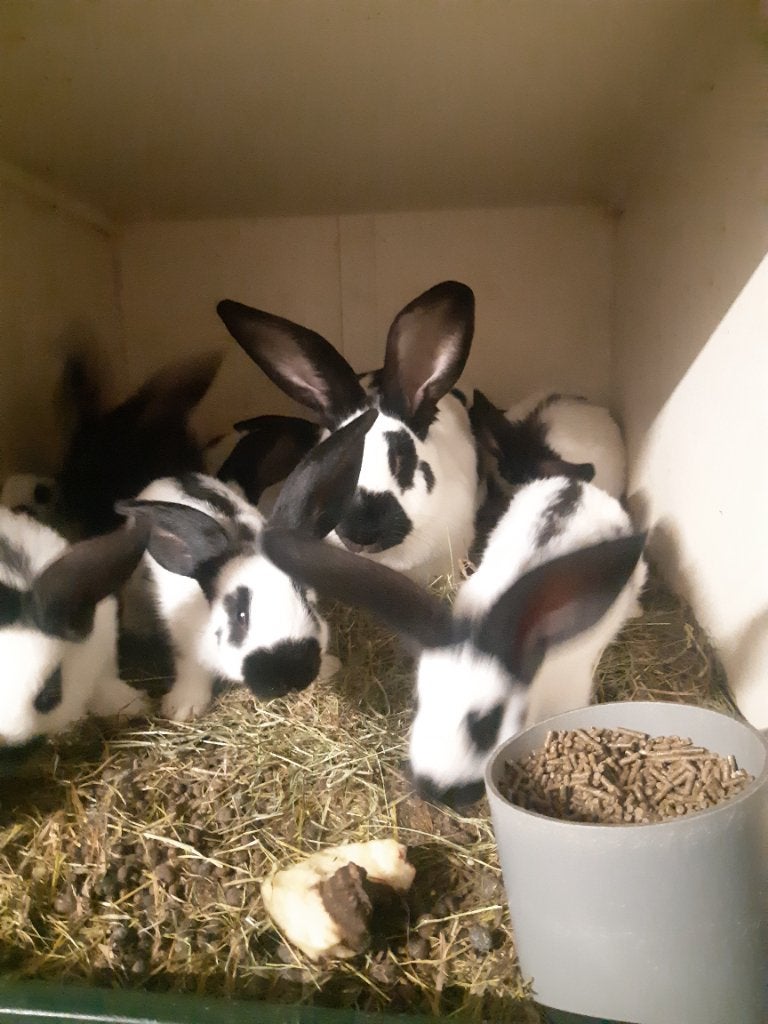 Jonge Lotharingers, Plusieurs animaux, Grand