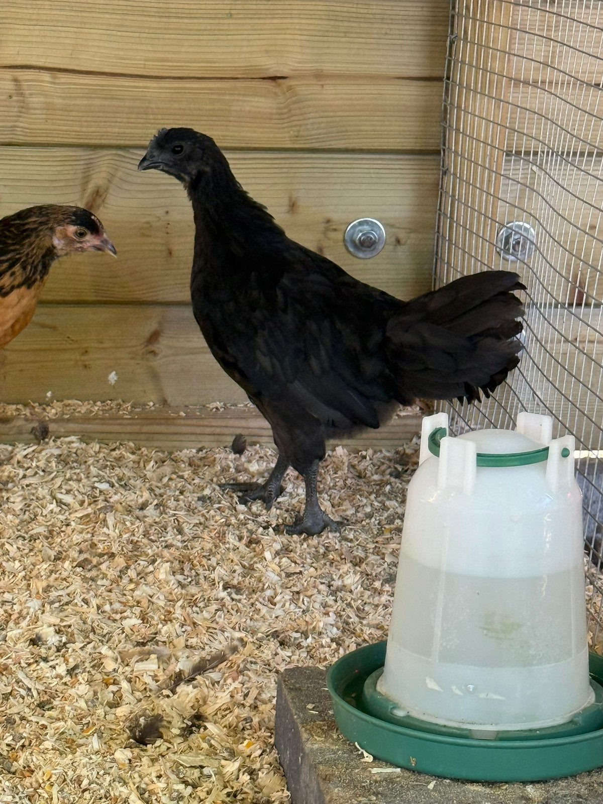 Ayam Cemani haan, Mâle, Poule ou poulet