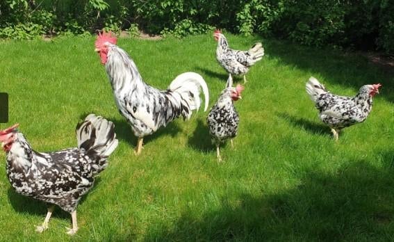 Sierkippen Zijdehoender, Wyandotte, Padua, Cochins, ..., Kip