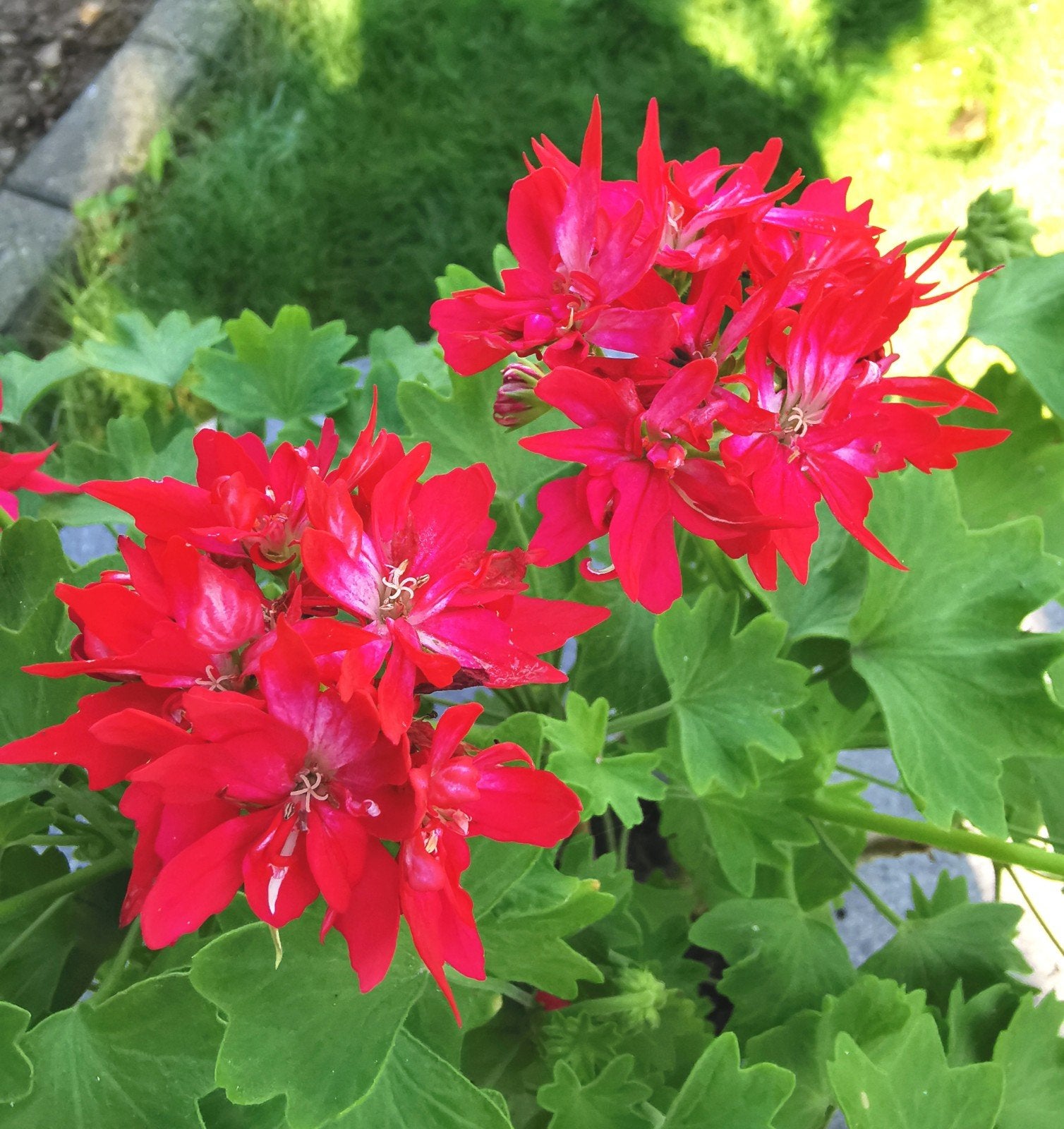 Pelargonium Fireworks Red White - Zonale geranium, Tuin en Terras, Ophalen