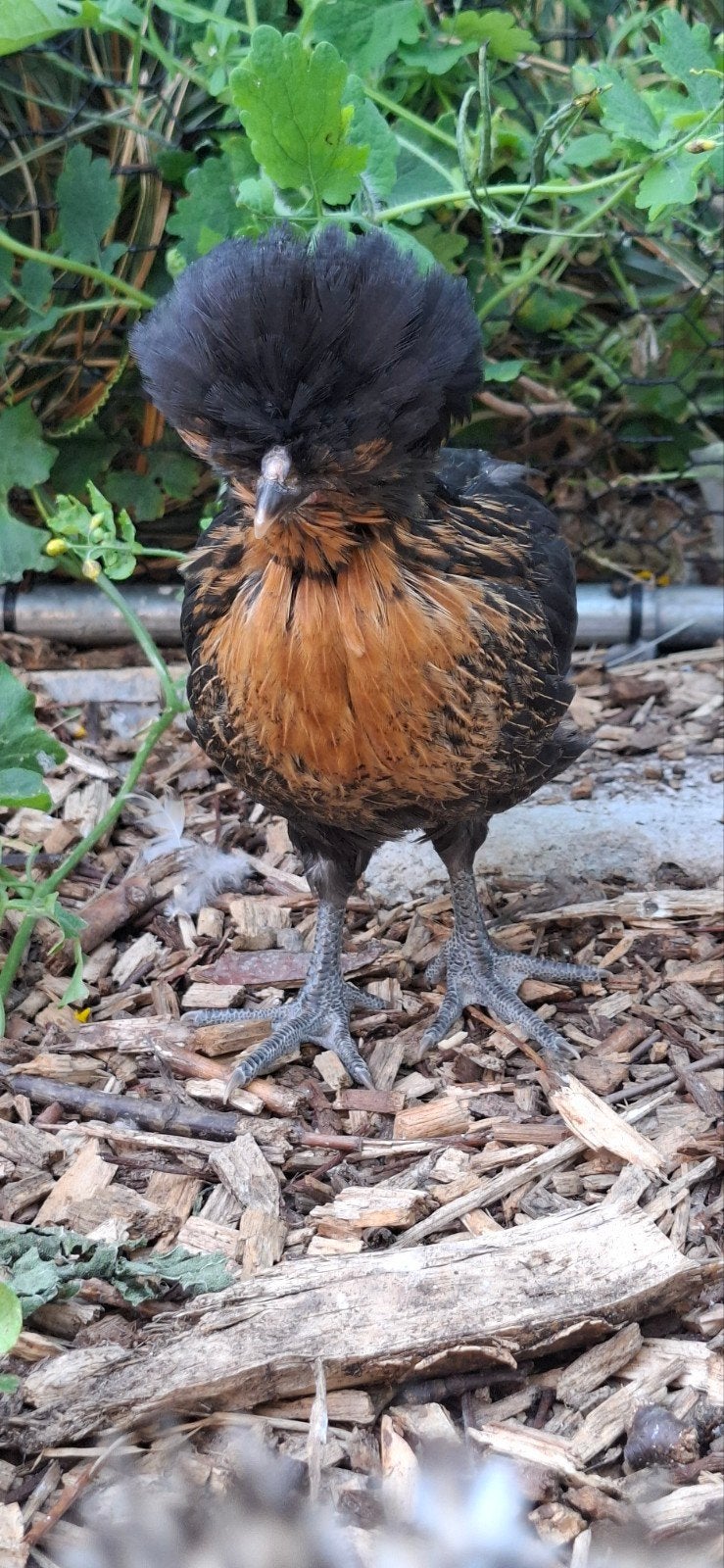 Jonge padua kriel hanen, Dieren en Toebehoren, Pluimvee