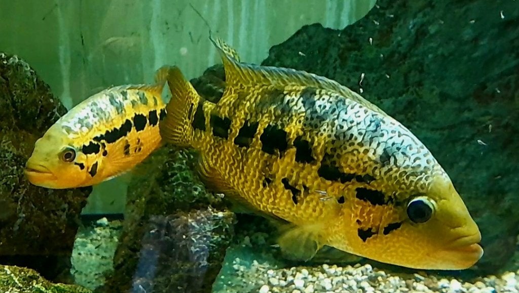 Gekleurd kweekkoppel cichliden, Dieren en Toebehoren, Vis, Zoetwatervis