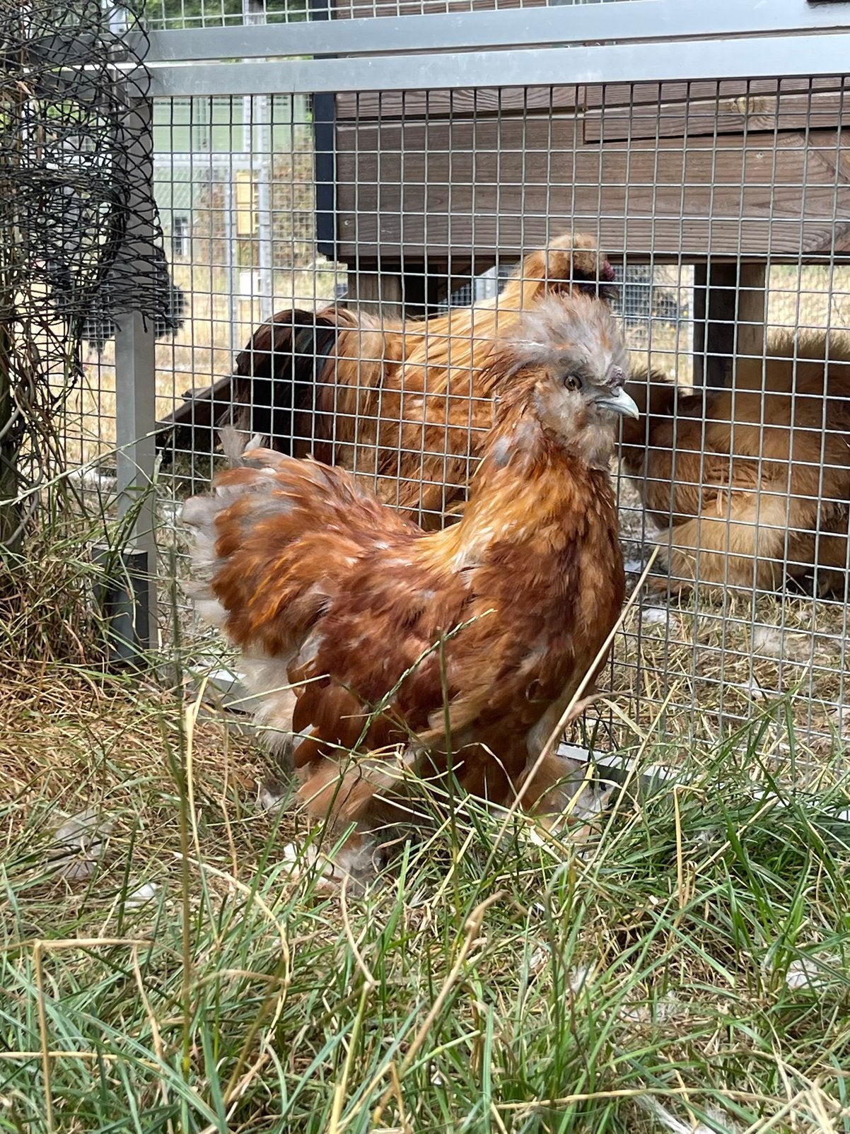 Jonge USA zijdehoen haan, Dieren en Toebehoren, Pluimvee