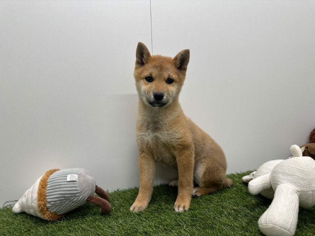 Nestje Shiba Inu, België, Overige rassen, 8 tot 15 weken, CDV (hondenziekte)