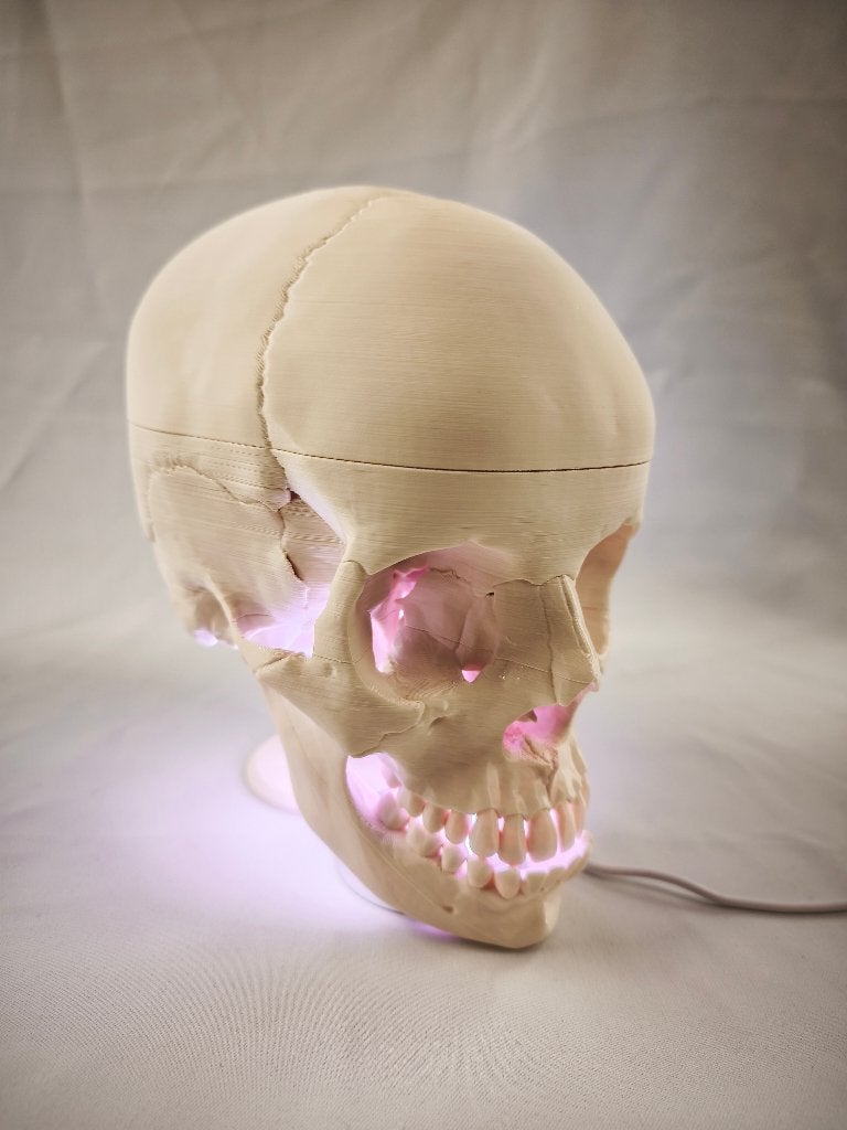 3D schedel mens, Ophalen of Verzenden, Nieuw, Welzijn en Spiritualiteit