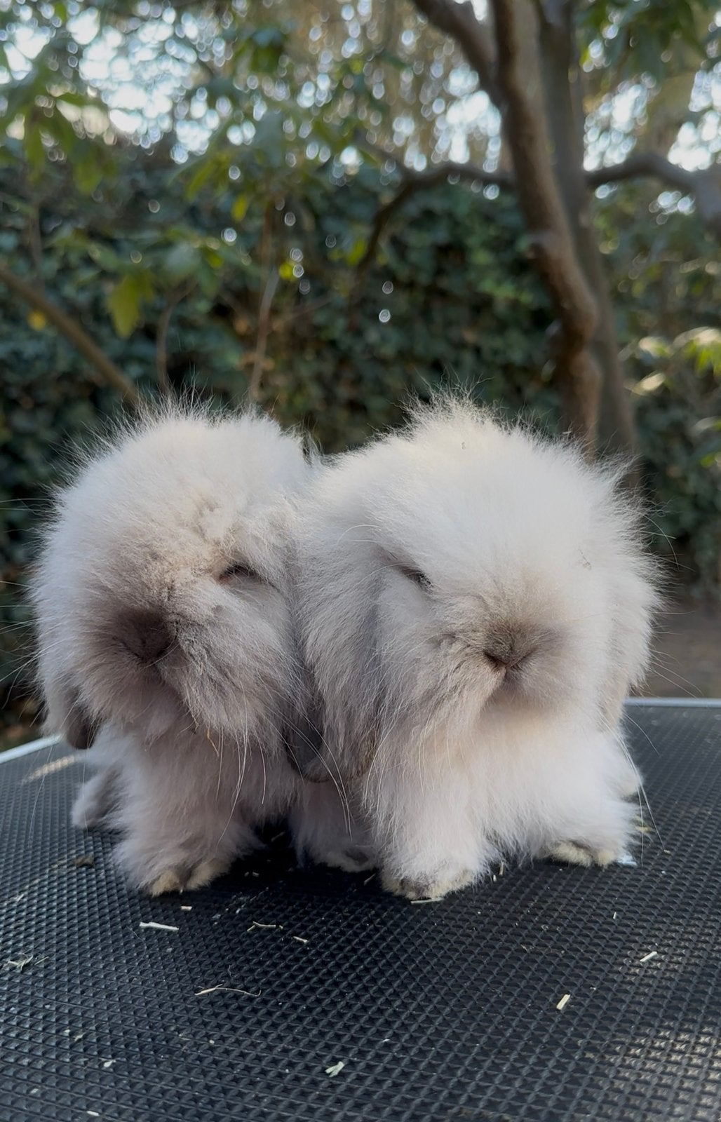 Lionlop koppel, Dieren en Toebehoren, Konijnen, Hangoor