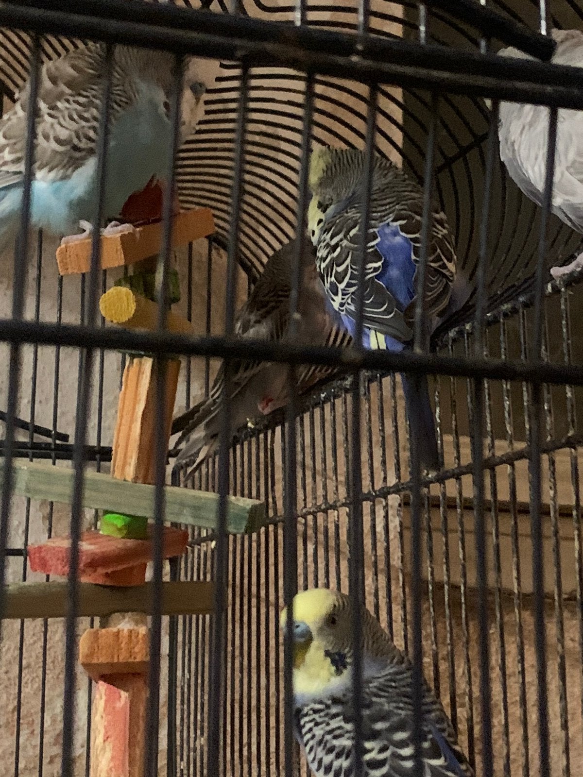 4 grasparkieten met grote kooi