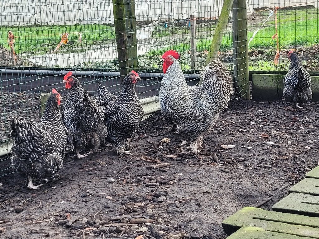 Broedeieren Mechelse koekoek, Dieren en Toebehoren